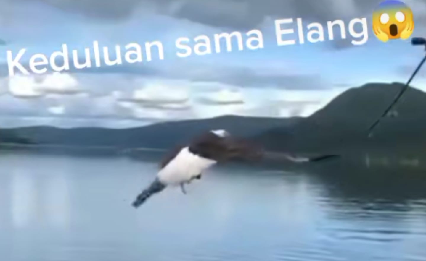 Burung Elang Mancing