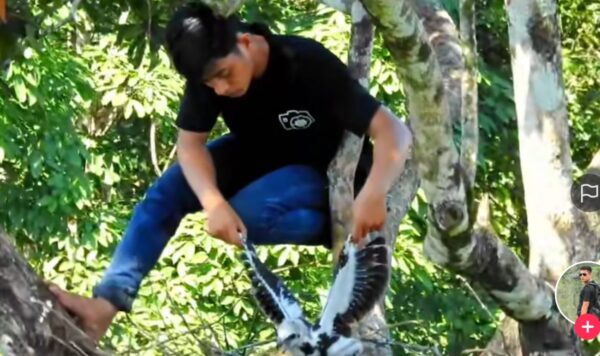 Pria Ini Temukan Sarang Burung Elang Besar, Ada Anaknya yang Beristirahat