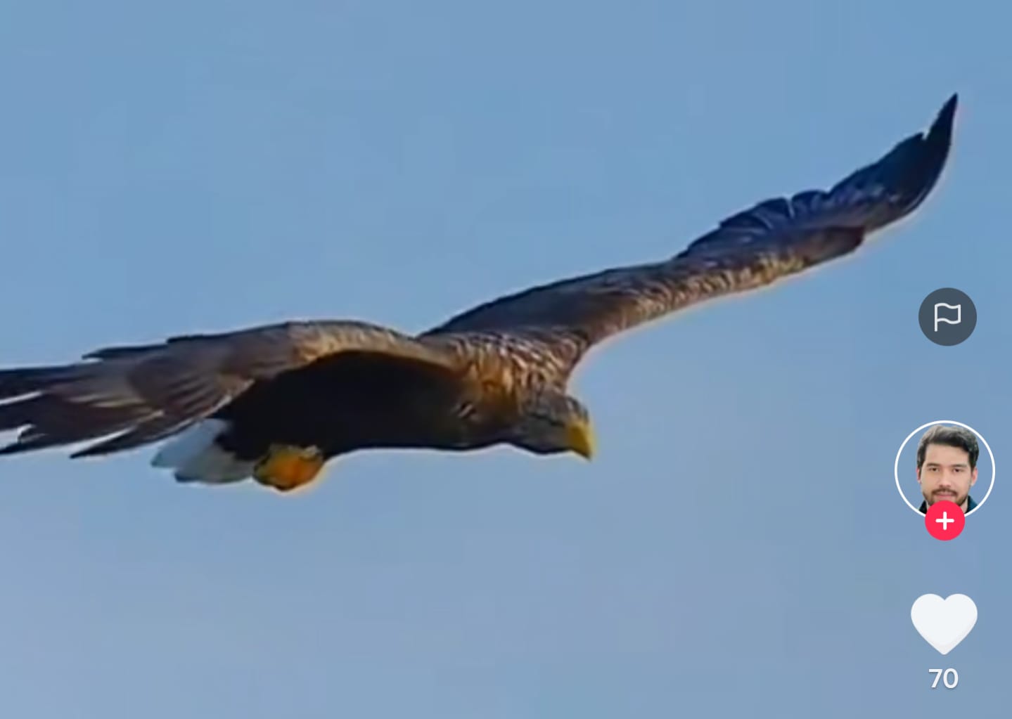 Burung Elang Menangkap Ikan