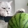 Kucing Masak