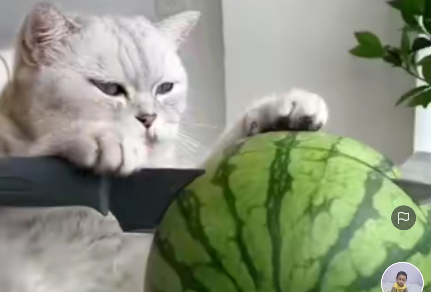 Kucing Masak