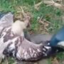 Burung Elang vs Biawak