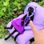 Kucing berjemur