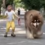 Anjing bermain