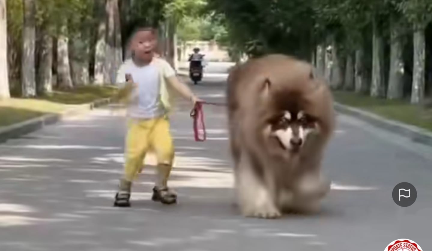 Anjing bermain