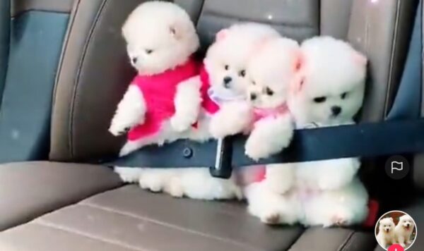 Empat Anjing Ini Lucu Banget Saat Diajak Jalan-Jalan Naik Mobil, Bikin Gemas