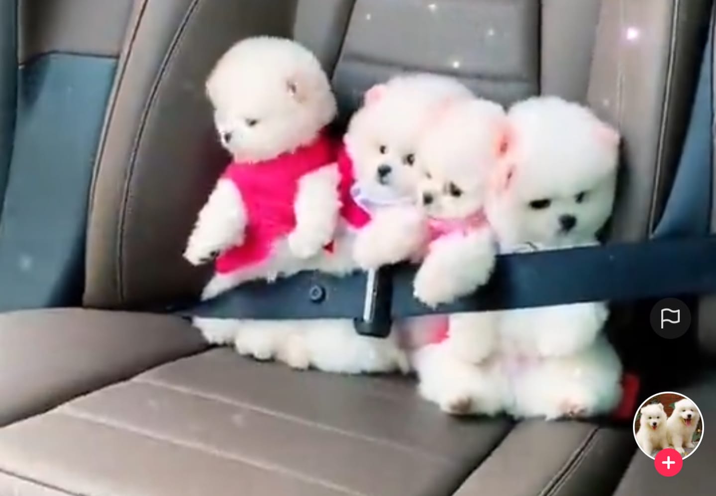 Anjing liburan