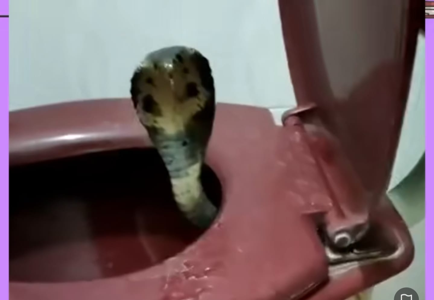 Ular kobra menakutkan