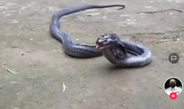 Ular Cobra Ini Salah Pilih Mangsa, Berakhir Kesakitan