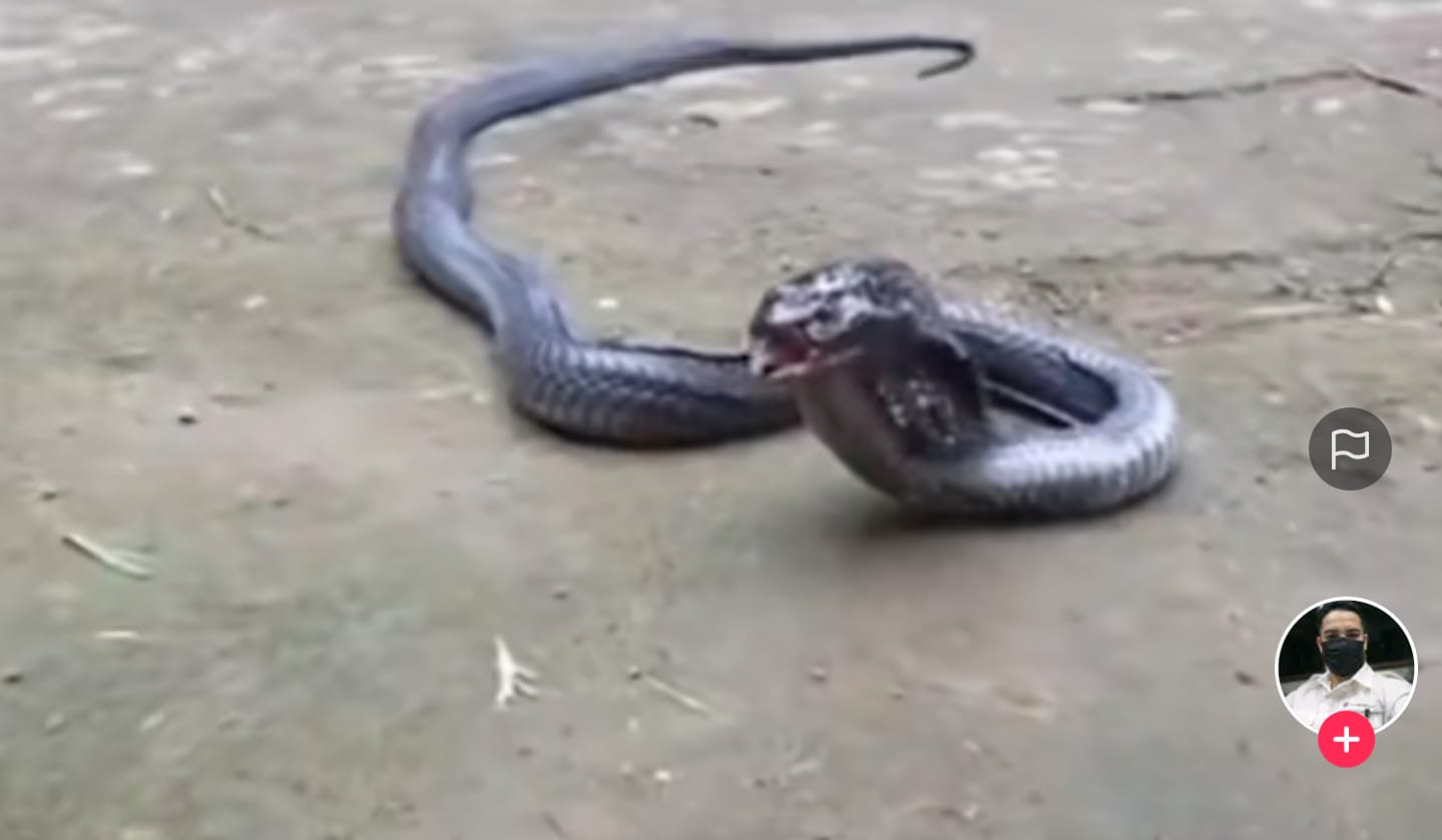 Ular kobra makan