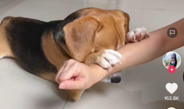 Video Tutorial Bikin Anjing Bisa Berdoa, Mantap Banget