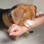 Anjing berdoa