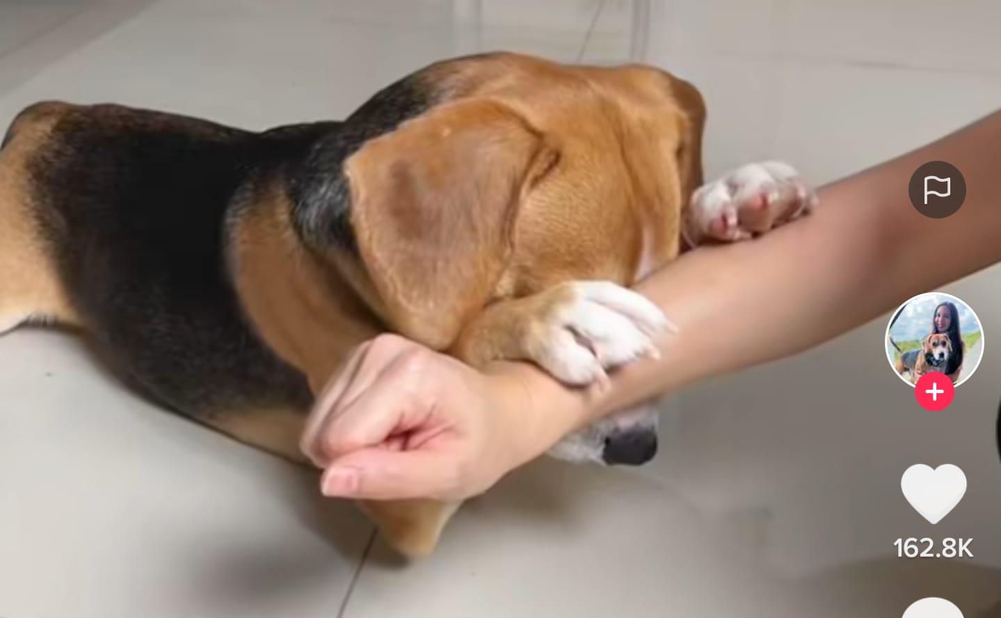 Anjing berdoa