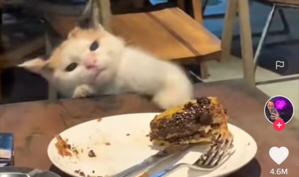 Kucing lapar