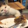 Kucing lapar