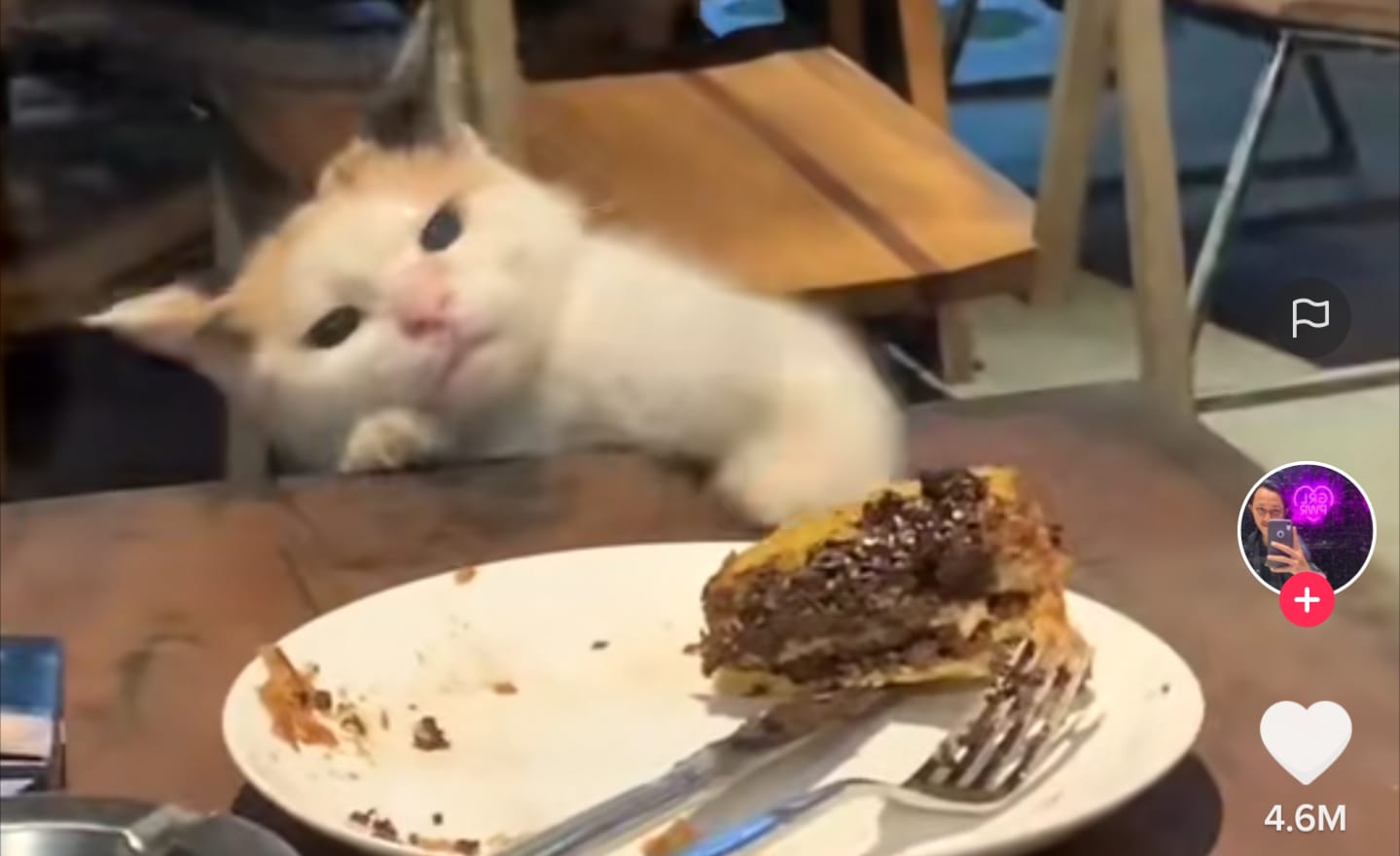 Kucing lapar