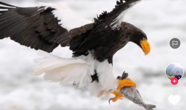 Video Cara Burung Elang Berburu Mangsa, Matanya Tajam Banget