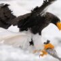 Cara burung elang mencari mangsa