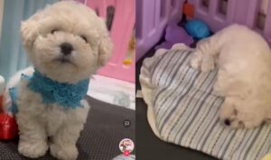 Video Anak Anjing Saat Bermain Ini Lucu Banget, Bak Boneka
