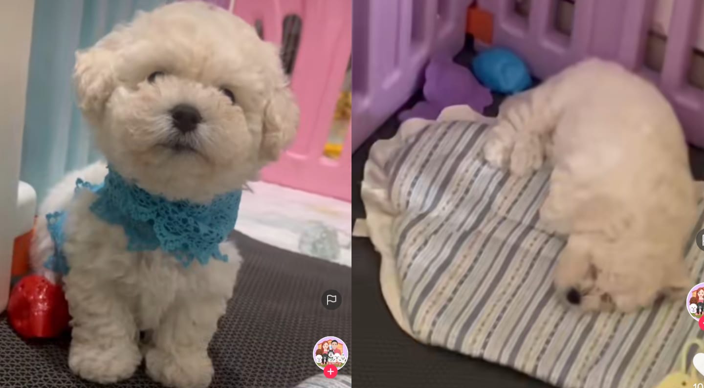 Anak anjing