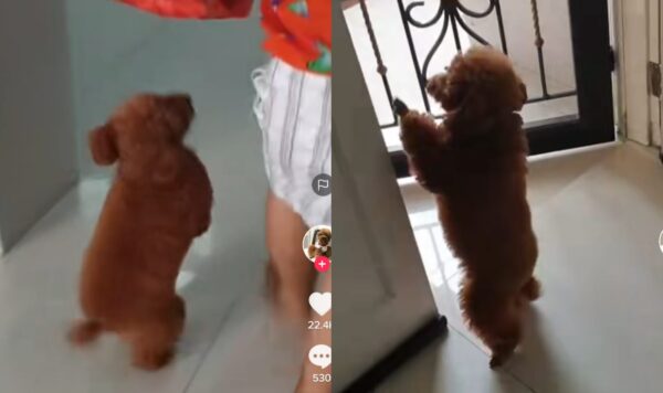 Video Anjing Saat Bermain dengan Pemiliknya, Bisa Berdiri dan Loncat-Loncat Bak Bocah