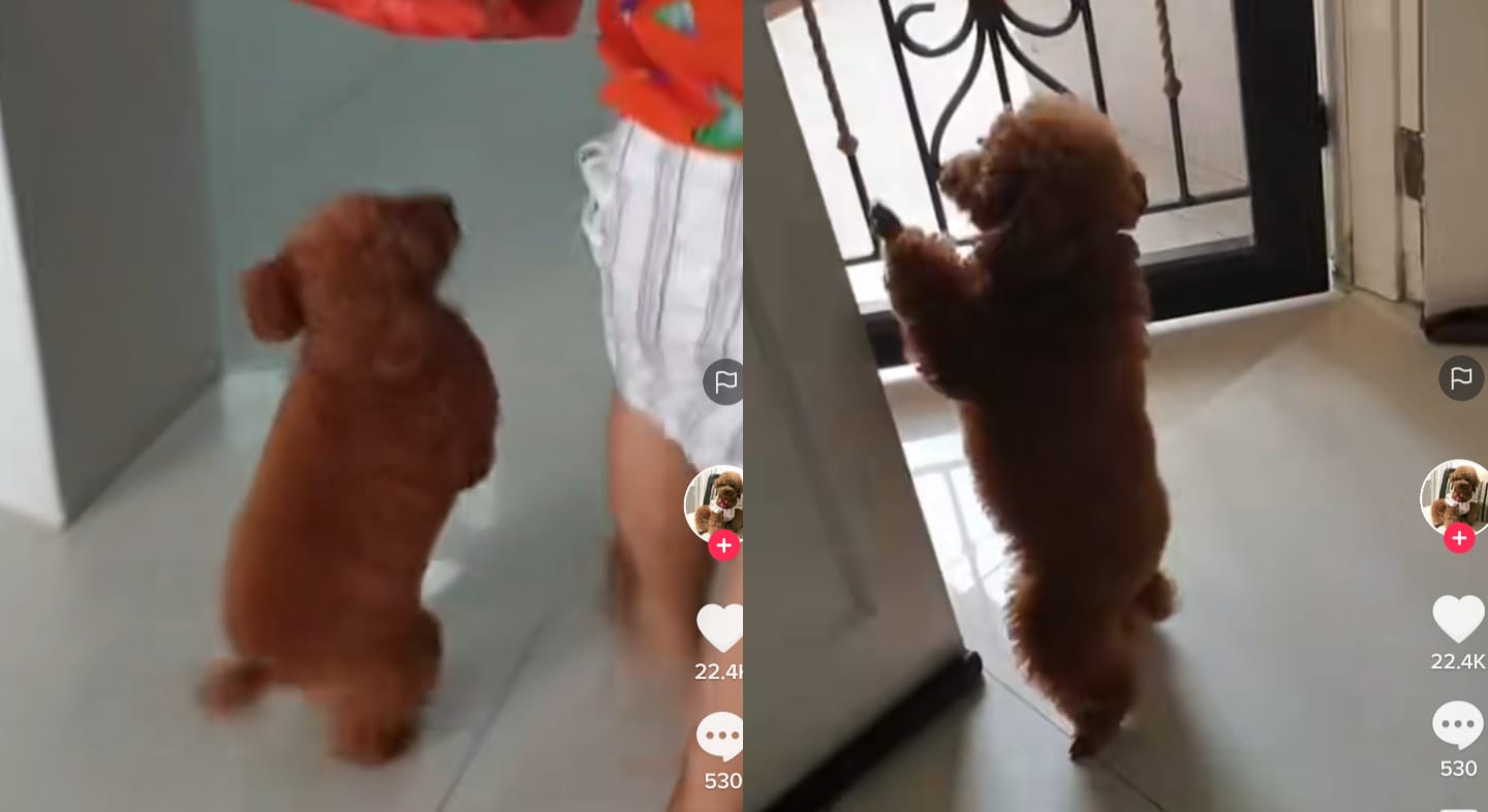 Anjing loncat