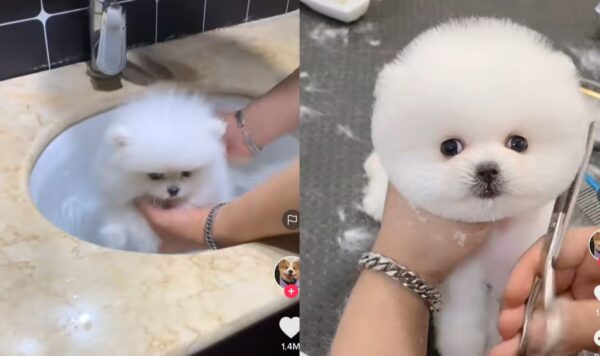 Anjing Ini Lucu Banget Saat Percantik Diri di Salon, Makin Cantik