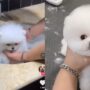 Anjing lucu