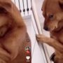 Anjing dimarahi
