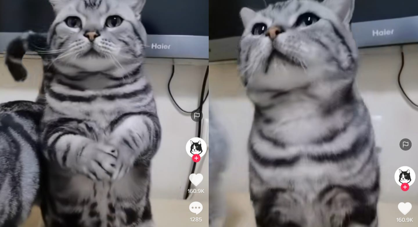 Kucing berdiri