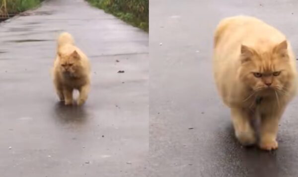Video Kucing Oren Ini Lucu Banget, Makin Gemoy Saat Lari