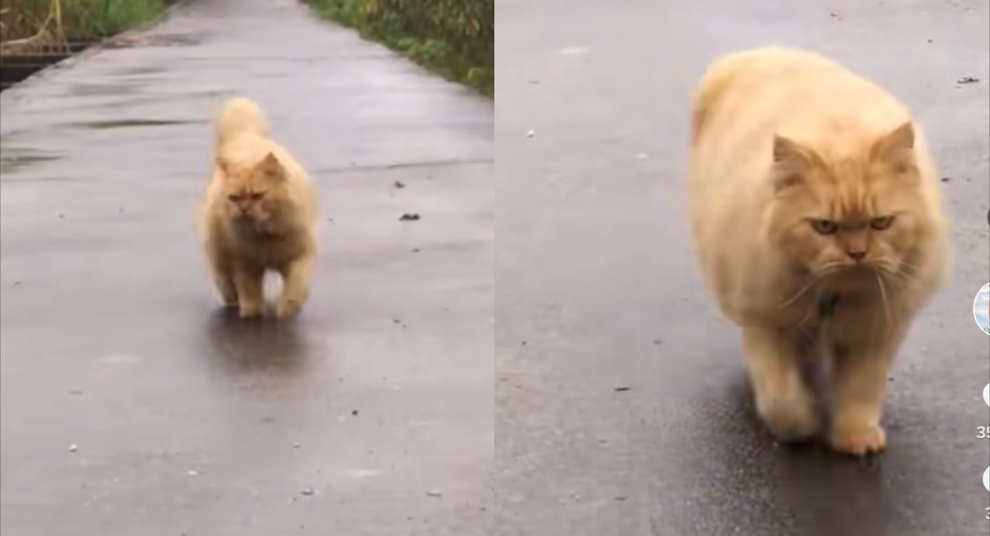 Kucing marah