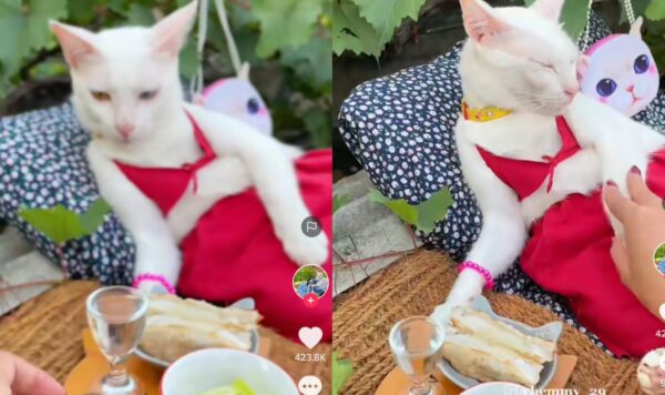 Video Kucing Berjemur Ini Bikin Gemas, Bak Sultan