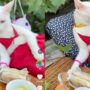Kucing berjemur