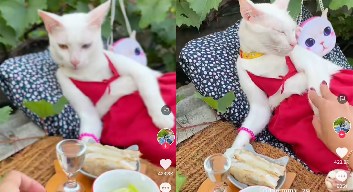 Kucing berjemur