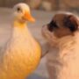 Anjing bermain
