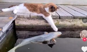 Video Keseruan Kucing Bermain dengan Ikan, Lucu Banget