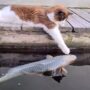 Kucing bermain