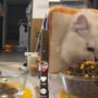 Kucing lapar