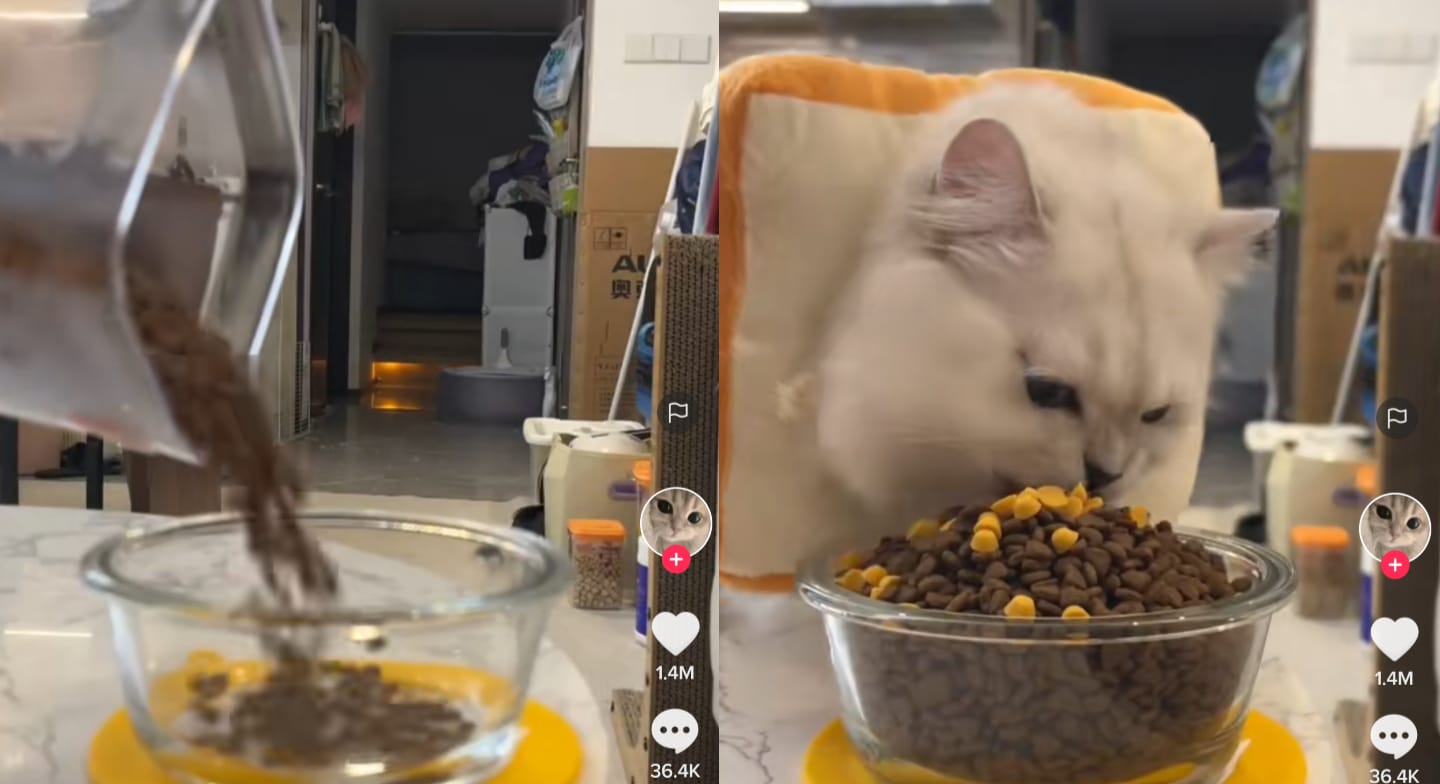 Kucing lapar