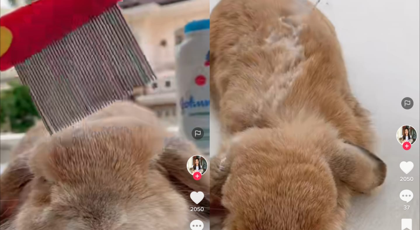 Kelinci lucu