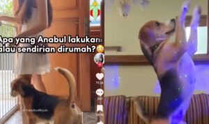 Wanita Ini Bocorkan Kelakuan Anjingnya Saat Sendirian di Rumah, Langsung Party