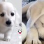 Anjing tidur