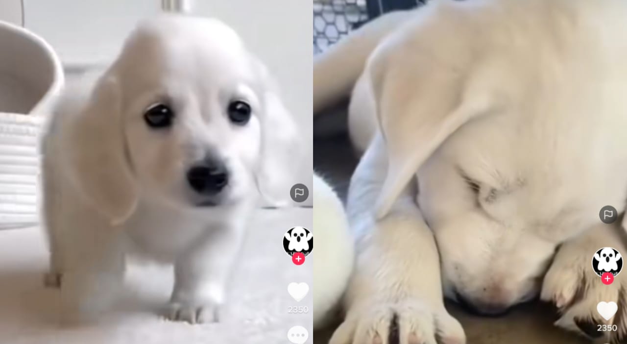 Anjing tidur