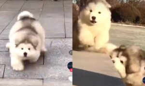 Video Anjing Alaska Ini Lucu Banget, Bikin Gemas
