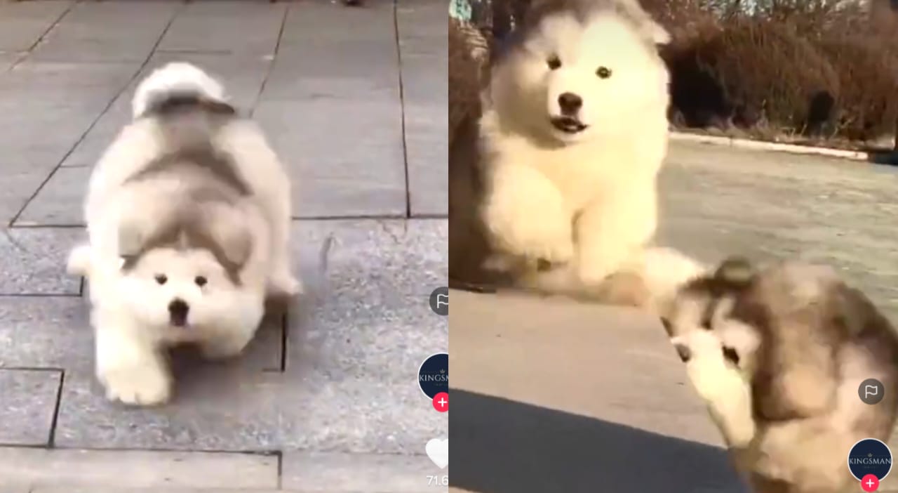Anjing alaska