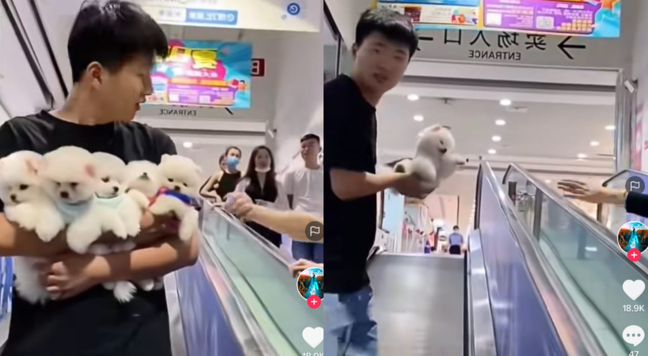Anjing lucu