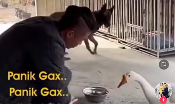 Video Anjing Yang Takut Disembelih Pemiliknya, Langsung Kabur