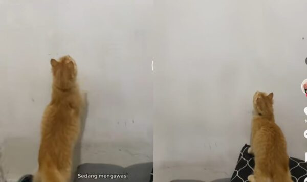Video Pembuktian Kucing Oren Ras Terkuat, Pemburu Handal