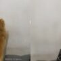 Kucing Oren